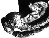 Gem image (Large fragment)