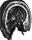 Gem image (major fragment)