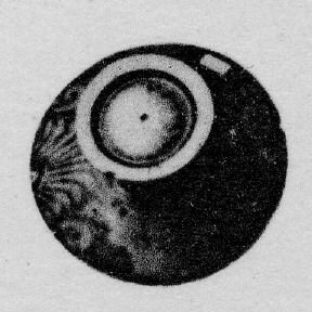 LEKANIS LID (SOUTH ITALIAN, APULIAN, RED-FIGURE)