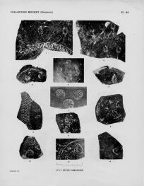 VARIOUS (SOUTH ITALIAN, CAMPANIAN, BLACK GLAZE)
