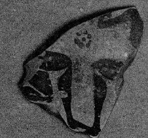 AMPHORA, NECK, FRAGMENT (EAST GREEK, FIKELLURA)