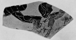FRAGMENT (ETRUSCAN, BLACK-FIGURE)