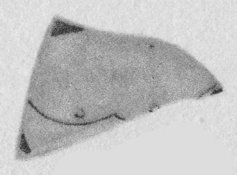 CUP, FRAGMENT (ATHENIAN, RED-FIGURE)