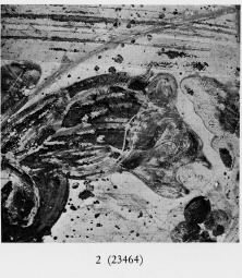 ALABASTRON (ETRUSCO-CORINTHIAN, BLACK-FIGURE)