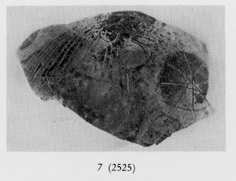 ARYBALLOS, FRAGMENT (ETRUSCO-CORINTHIAN, BLACK-FIGURE)